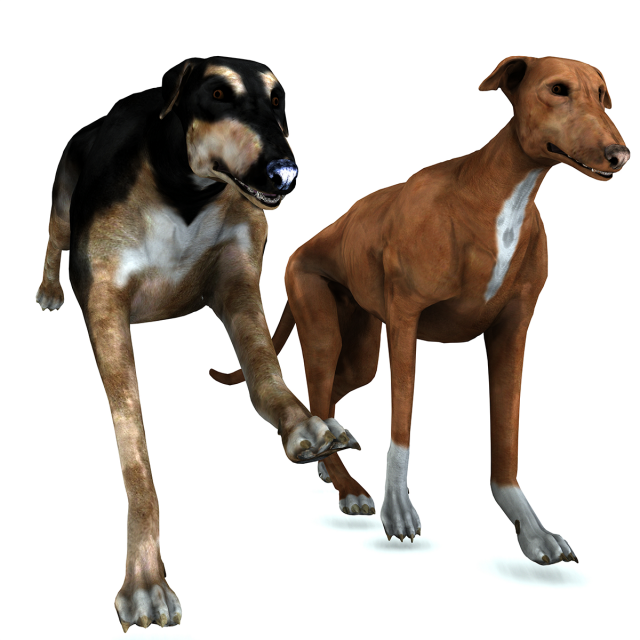 Greyhound DOG 2 DOG 3D मॉडल .c4d .max .obj .3ds .fbx .stl .blend 
