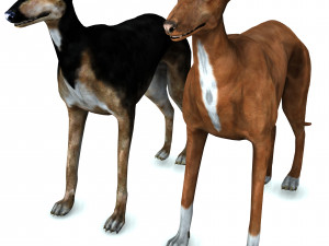 Greyhound DOG 2 DOG 3D मॉडल