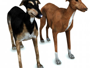Greyhound DOG 2 DOG 3D मॉडल