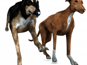 Greyhound DOG 2 DOG 3D मॉडल