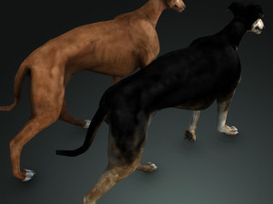 Greyhound DOG 2 DOG 3D मॉडल