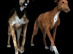 Greyhound DOG 2 DOG 3D मॉडल