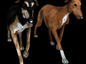 Greyhound DOG 2 DOG 3D मॉडल