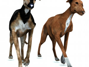 Greyhound DOG 2 DOG 3D मॉडल