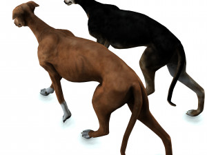 Greyhound DOG 2 DOG 3D मॉडल