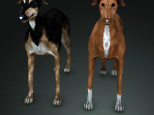 Greyhound DOG 2 DOG 3D Model