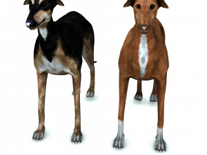 Greyhound DOG 2 DOG 3D मॉडल