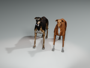 Greyhound DOG 2 DOG 3D मॉडल