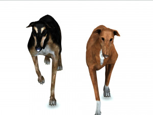 Greyhound DOG 2 DOG 3D मॉडल