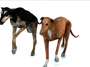 Greyhound DOG 2 DOG 3D मॉडल