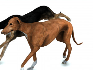 Greyhound DOG 2 DOG 3D मॉडल