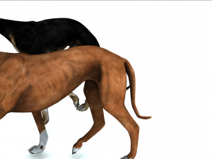 Greyhound DOG 2 DOG 3D मॉडल