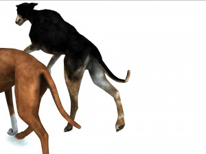 Greyhound DOG 2 DOG 3D मॉडल