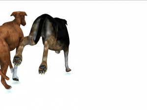 Greyhound DOG 2 DOG 3D मॉडल