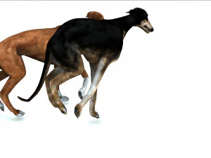 Greyhound DOG 2 DOG 3D Model
