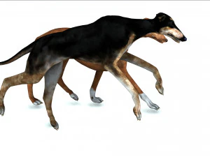 Greyhound DOG 2 DOG 3D Model