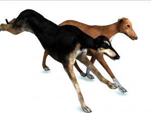 Greyhound DOG 2 DOG 3D मॉडल