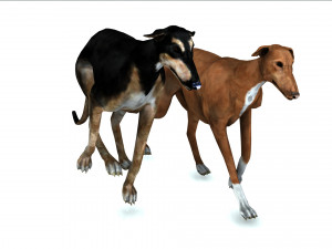 Greyhound DOG 2 DOG 3D मॉडल