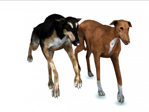 Greyhound DOG 2 DOG 3D मॉडल