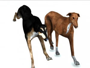 Greyhound DOG 2 DOG 3D Model