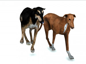 Greyhound DOG 2 DOG 3D मॉडल