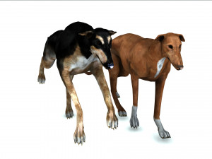 Greyhound DOG 2 DOG 3D मॉडल