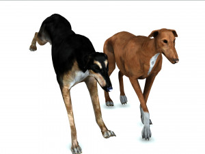 Greyhound DOG 2 DOG 3D मॉडल