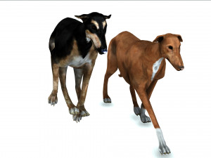 Greyhound DOG 2 DOG 3D मॉडल