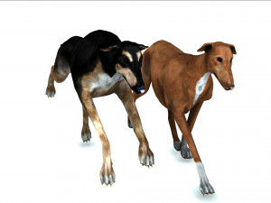 Greyhound DOG 2 DOG 3D मॉडल