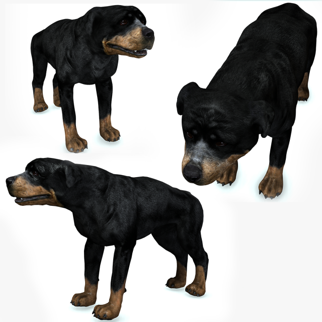 Rottweiler DOG Model 3D .c4d .max .obj .3ds .fbx .stl .blend 
