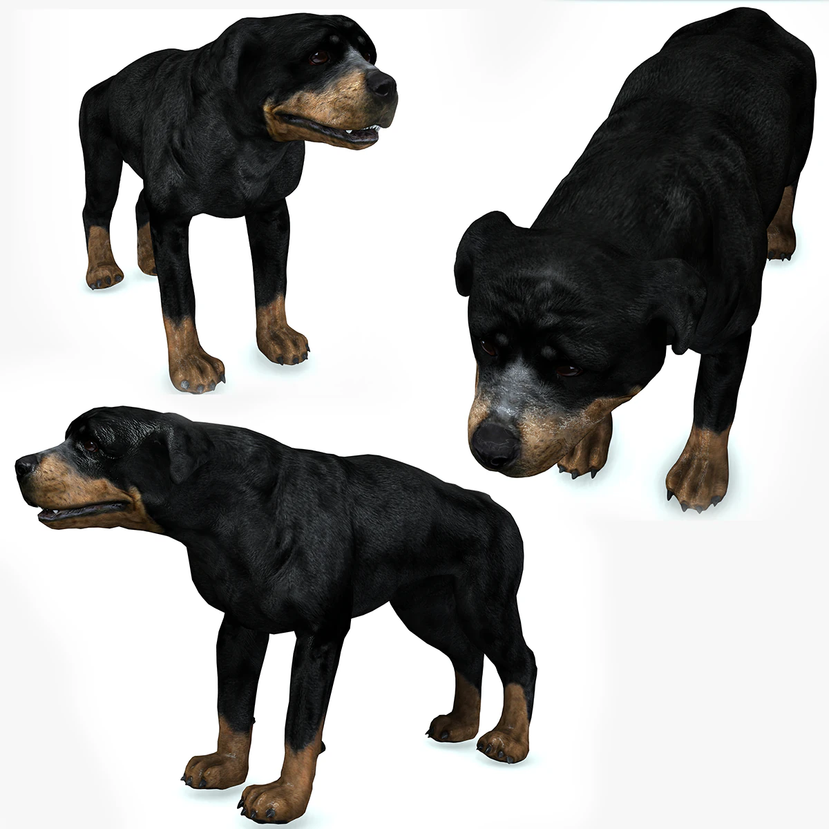 Rottweiler DOG 3D Model .c4d .max .obj .3ds .fbx .stl .blend 