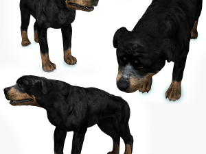 Rottweiler DOG 3D Model
