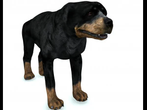 Rottweiler DOG 3D Model