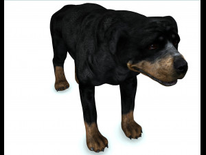 Rottweiler DOG Model 3D