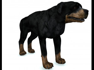 Rottweiler DOG Model 3D