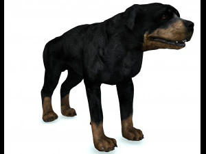 Rottweiler DOG 3D Model