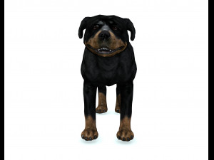 Rottweiler DOG Model 3D