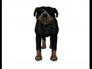 Rottweiler DOG 3D Model