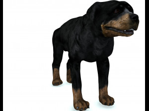 Rottweiler DOG Model 3D