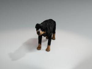 Rottweiler DOG Model 3D