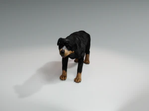 Rottweiler DOG 3D Model