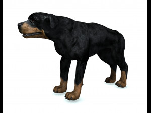 Rottweiler DOG Model 3D