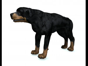 Rottweiler DOG 3D Model