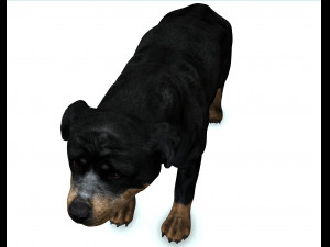 Rottweiler DOG Model 3D