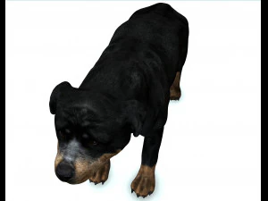 Rottweiler DOG 3D Model