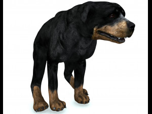 Rottweiler DOG Model 3D
