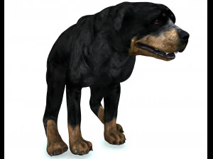 Rottweiler DOG 3D Model