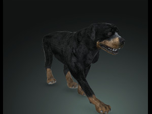 Rottweiler DOG Model 3D