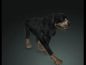 Rottweiler DOG 3D Model