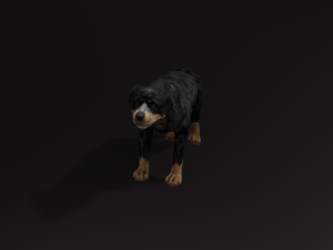 Rottweiler DOG Model 3D